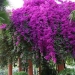 10 fotos celestiales de jardines que compartió esta cuenta de Instagram 10 fotos celestiales de jardines que compartió esta cuenta de Instagram