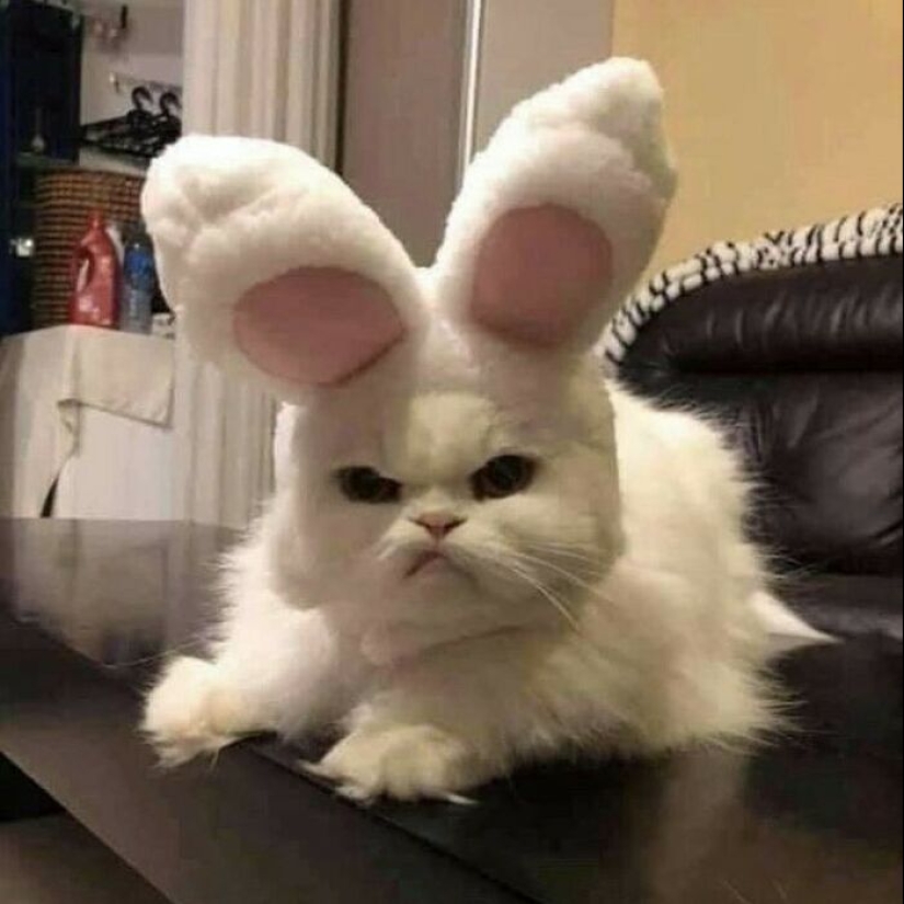 10 fotos de gatos desquiciados que no requieren contexto para ser disfrutadas