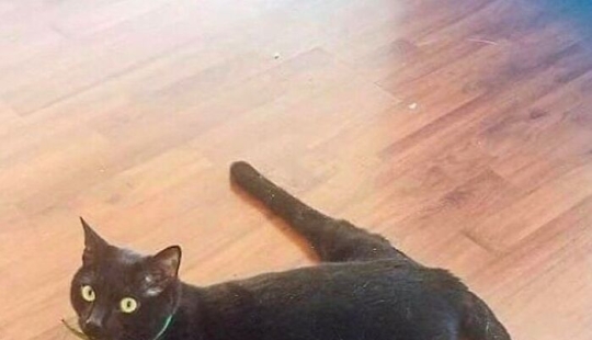10 fotos de gatos desquiciados que no requieren contexto para ser disfrutadas
