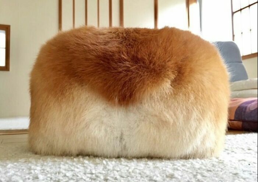 10 fotos divertidas de animales que tienen un extraño parecido con los alimentos