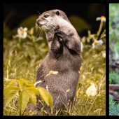 10 happiest animals in the world 10 happiest animals in the world
