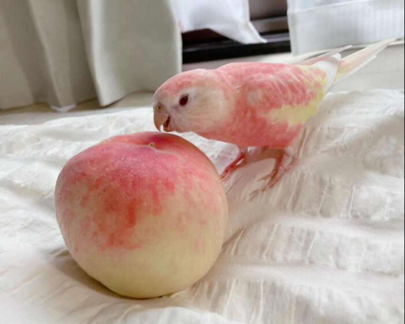10 Hilarious Photos Of Animals Who Have An Uncanny Resemblance To Foods
