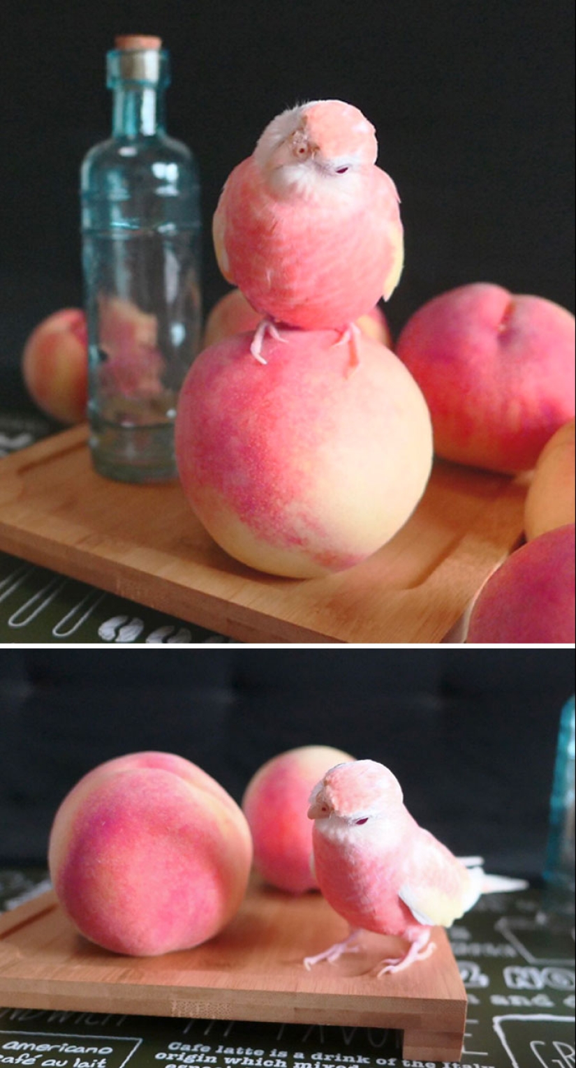10 Hilarious Photos Of Animals Who Have An Uncanny Resemblance To Foods