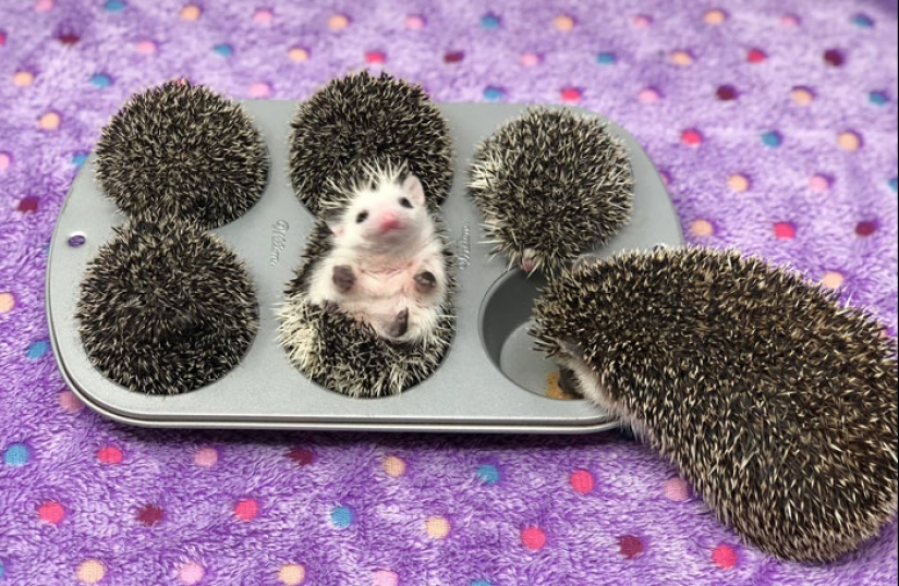 10 Hilarious Photos Of Animals Who Have An Uncanny Resemblance To Foods