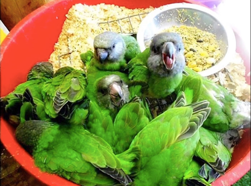 10 Hilarious Photos Of Animals Who Have An Uncanny Resemblance To Foods