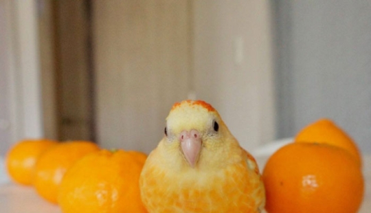 10 Hilarious Photos Of Animals Who Have An Uncanny Resemblance To Foods