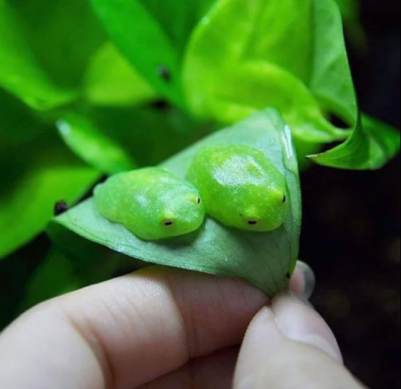 10 Hilarious Photos Of Animals Who Have An Uncanny Resemblance To Foods