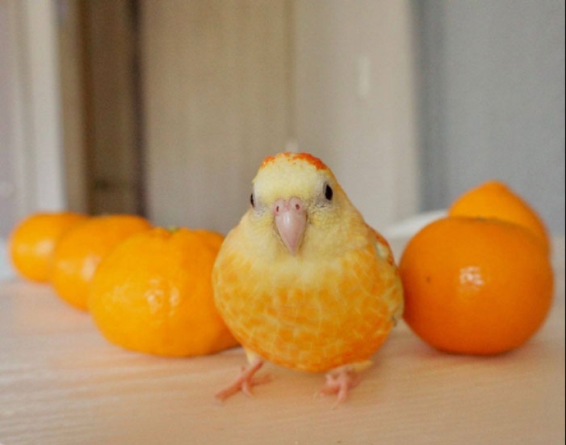 10 Hilarious Photos Of Animals Who Have An Uncanny Resemblance To Foods