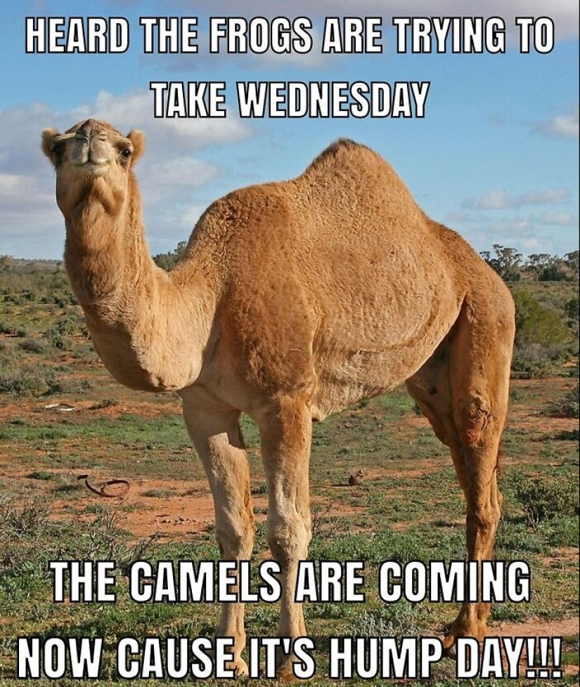 10 Hump Day Memes That Perfectly Describe Your Wednesday