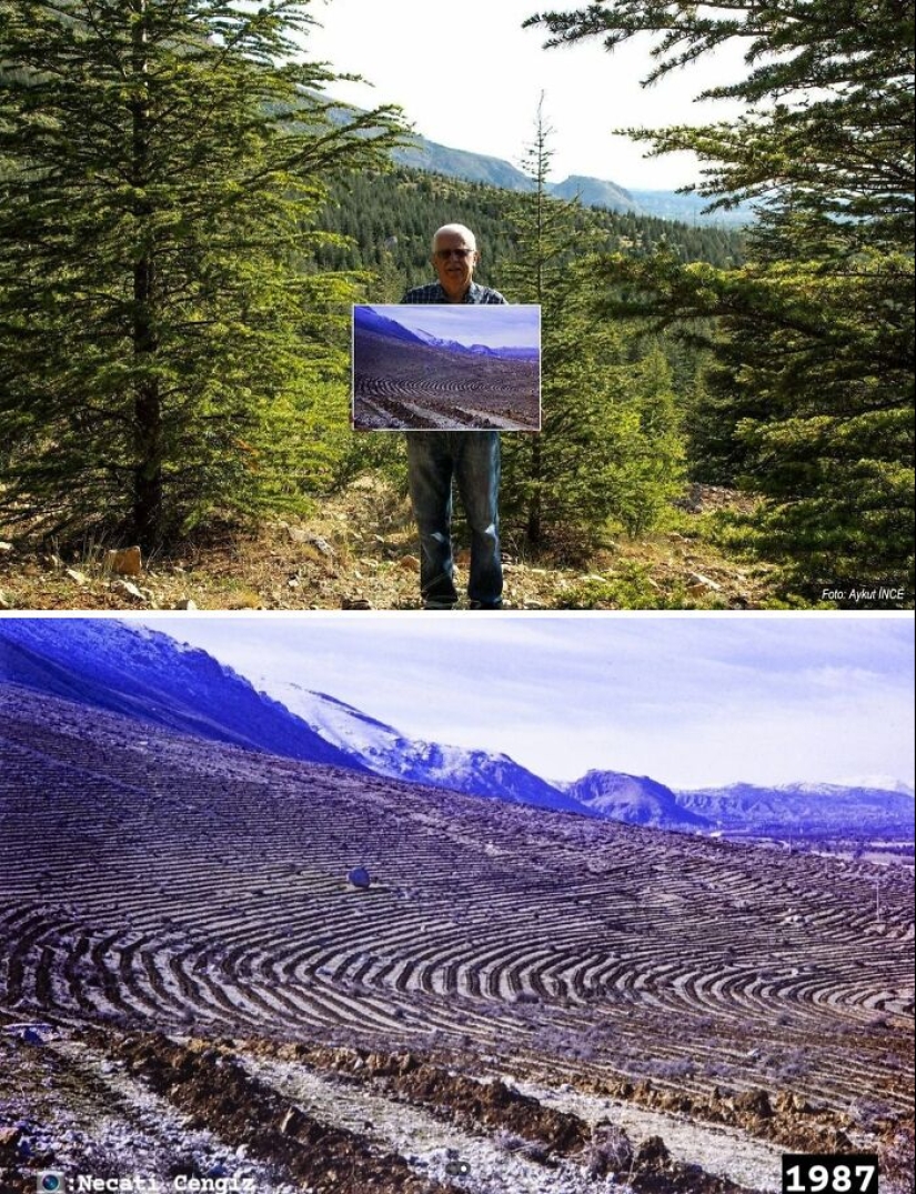 10 impresionantes fotografías de árboles que crecen y hacen que los espacios sean más verdes 10 impresionantes fotografías de árboles que crecen y hacen que los espacios sean más verdes