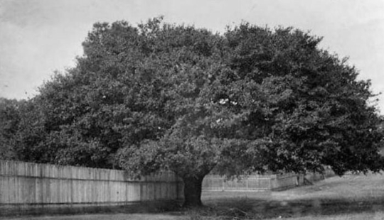 10 Impressive Progress Photos Of Trees Growing Up And Making Spaces Greener 10 Impressive Progress Photos Of Trees Growing Up And Making Spaces Greener