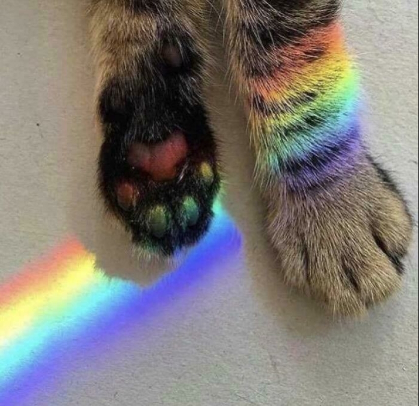 10 increíbles fotografías de “Rainbow Everything” justo a tiempo para celebrar el mes del orgullo