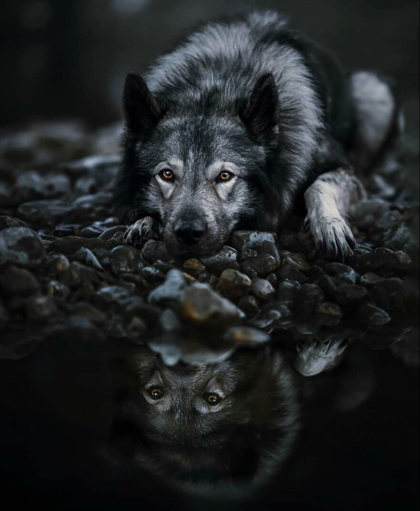 10 Of The Best All Time Images From The International Dog Photography Awards