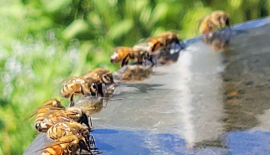 10 Photos People Took In The Terrible Heatwaves That Happened This Summer 10 Photos People Took In The Terrible Heatwaves That Happened This Summer