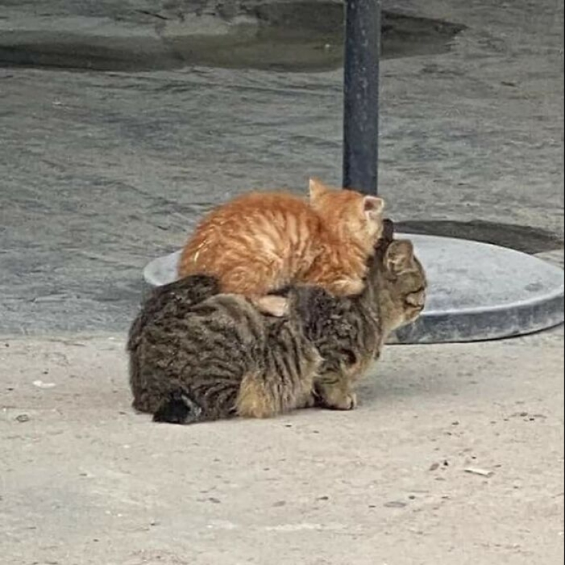 10 Pics Of Animals Being Their Hilarious Selves To Make Your Day
