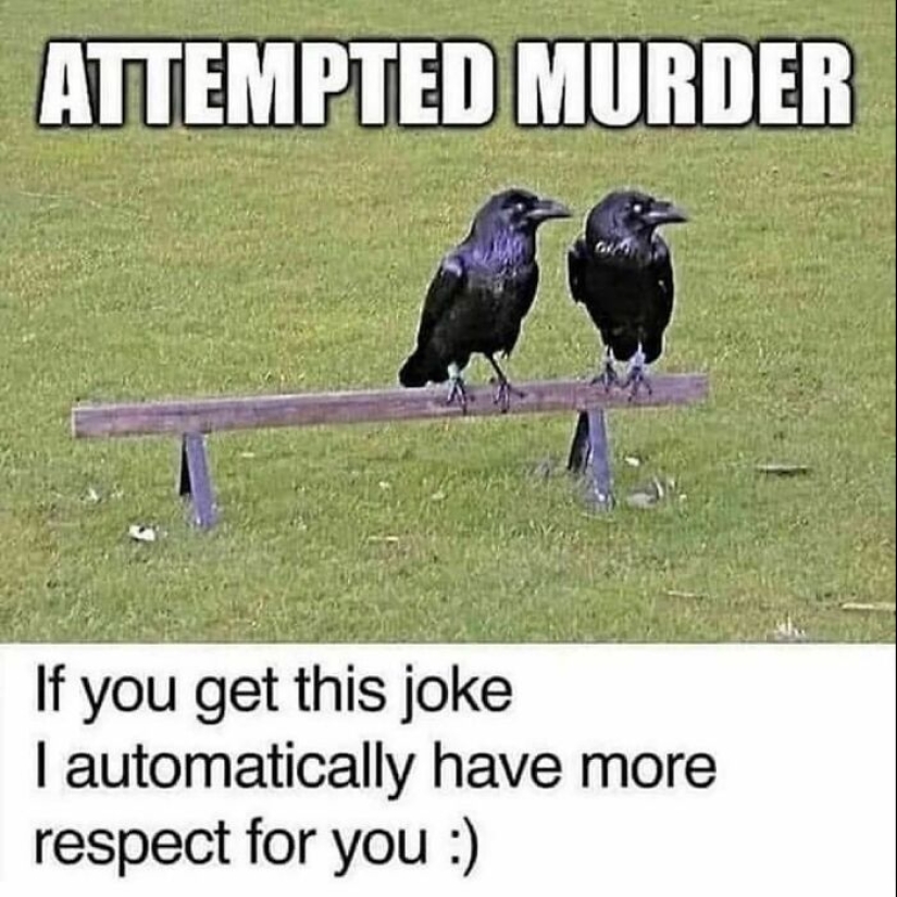 10 Times Animals Were The Perfect Meme Format, As Shared On This Instagram Page 10 Times Animals Were The Perfect Meme Format, As Shared On This Instagram Page