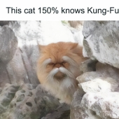 10 Times Animals Were The Perfect Meme Format, As Shared On This Instagram Page 10 Times Animals Were The Perfect Meme Format, As Shared On This Instagram Page