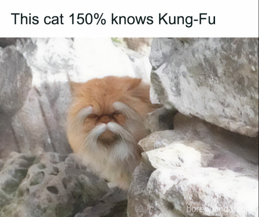 10 Times Animals Were The Perfect Meme Format, As Shared On This Instagram Page 10 Times Animals Were The Perfect Meme Format, As Shared On This Instagram Page