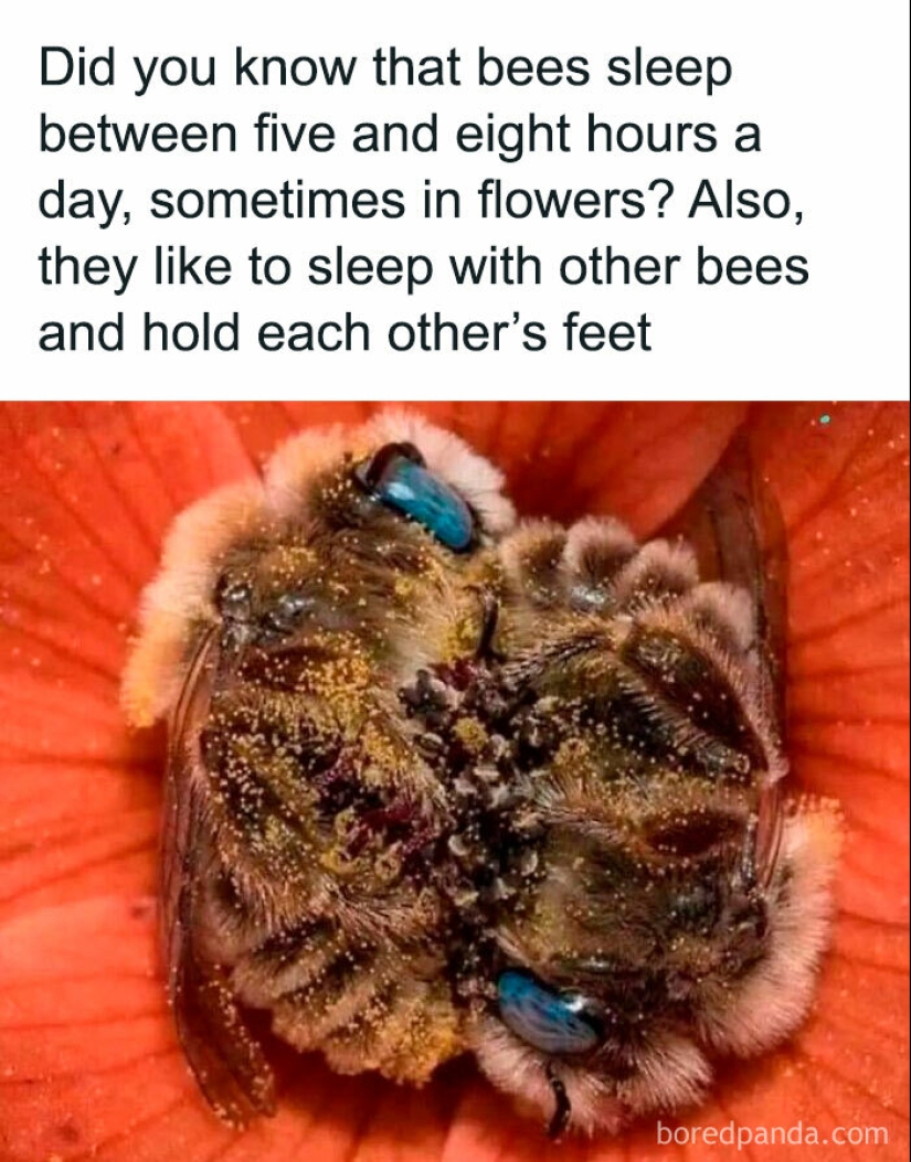 10 Times Animals Were The Perfect Meme Format, As Shared On This Instagram Page 10 Times Animals Were The Perfect Meme Format, As Shared On This Instagram Page