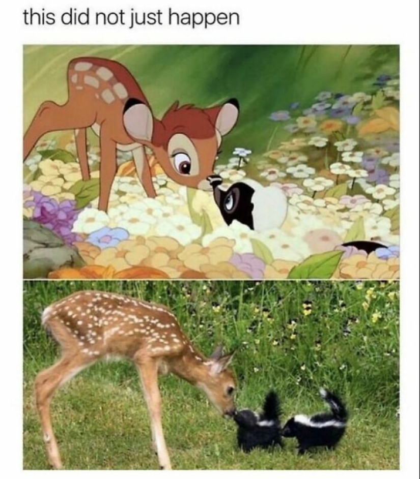 10 Times Animals Were The Perfect Meme Format, As Shared On This Instagram Page 10 Times Animals Were The Perfect Meme Format, As Shared On This Instagram Page