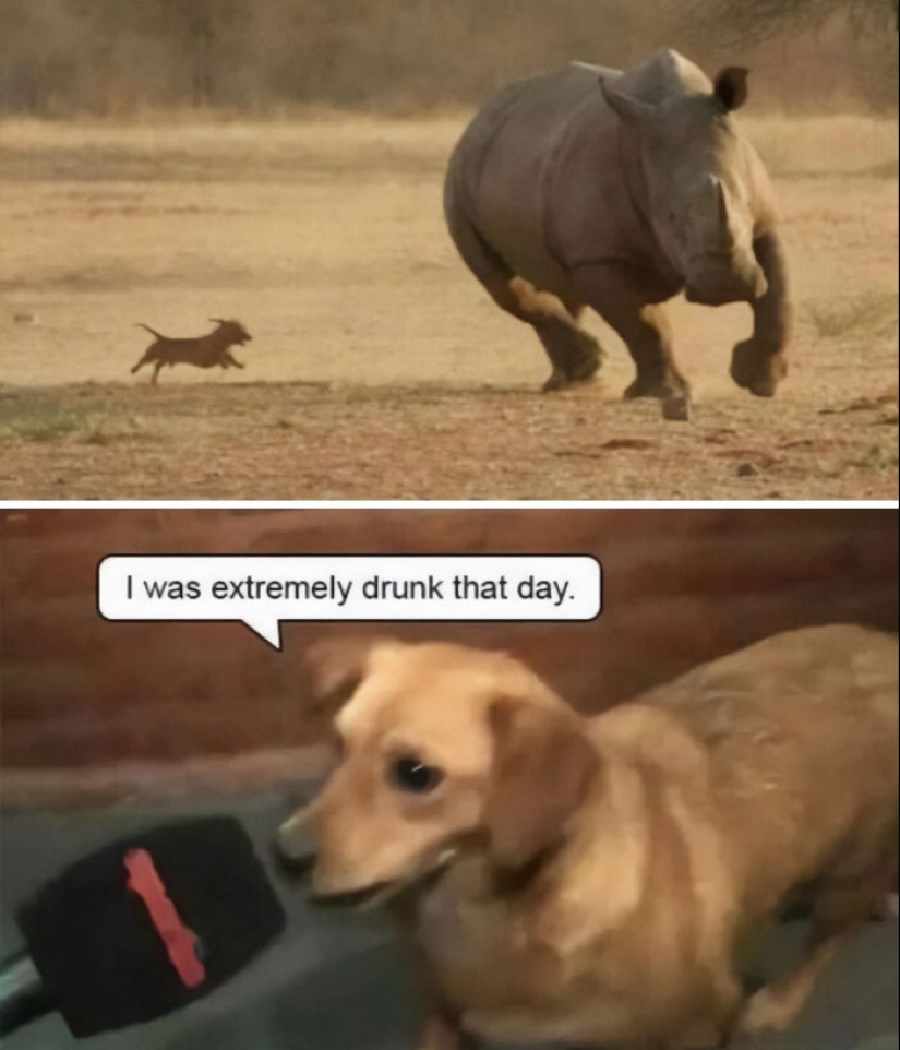 10 Times Animals Were The Perfect Meme Format, As Shared On This Instagram Page 10 Times Animals Were The Perfect Meme Format, As Shared On This Instagram Page