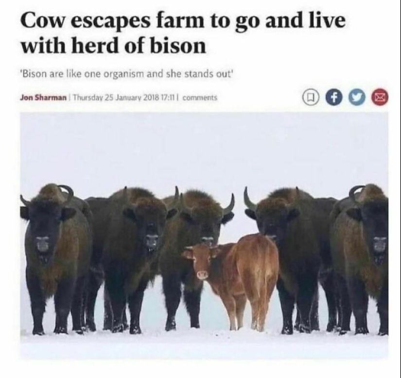 10 Times Animals Were The Perfect Meme Format, As Shared On This Instagram Page 10 Times Animals Were The Perfect Meme Format, As Shared On This Instagram Page
