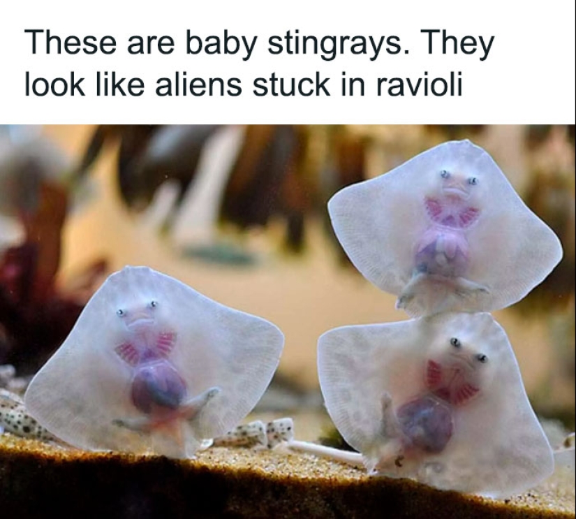 10 Times Animals Were The Perfect Meme Format, As Shared On This Instagram Page 10 Times Animals Were The Perfect Meme Format, As Shared On This Instagram Page