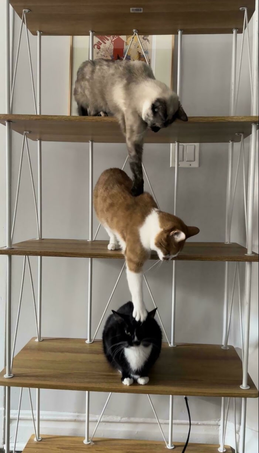 10 Times Animals Were Being So Cute, People Just Had To Snap A Pic