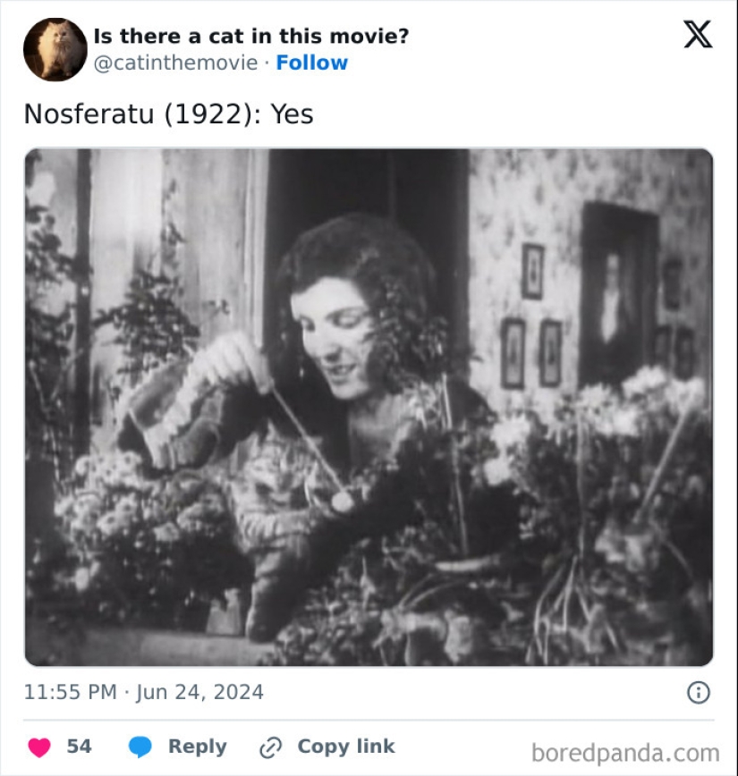 10 Times Cats Were Spotted In A Movie, Uncovered By This Account