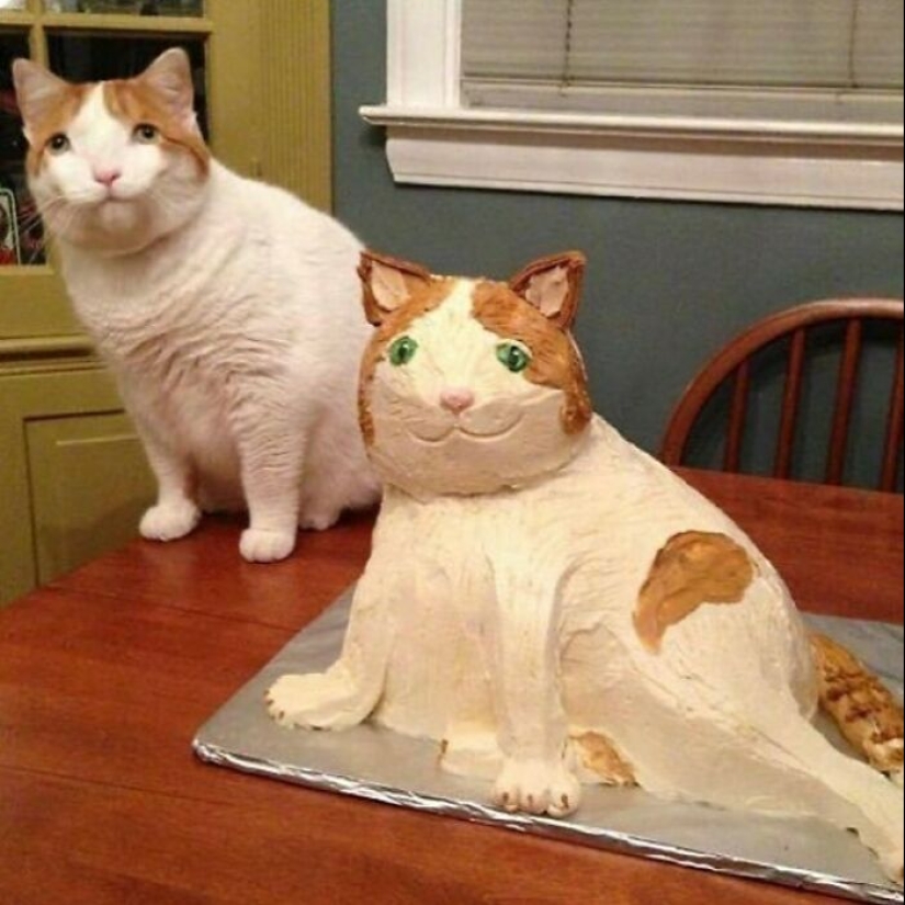 10 Unhinged Cat Pics That Require No Context To Be Enjoyed
