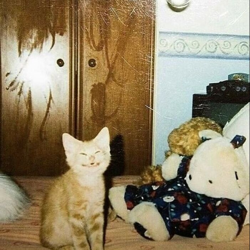 10 Unhinged Cat Pics That Require No Context To Be Enjoyed