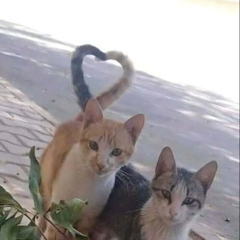 10 Unhinged Cat Pics That Require No Context To Be Enjoyed