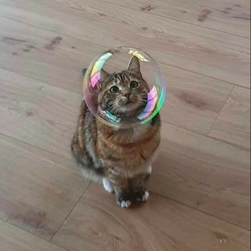 10 Unhinged Cat Pics That Require No Context To Be Enjoyed