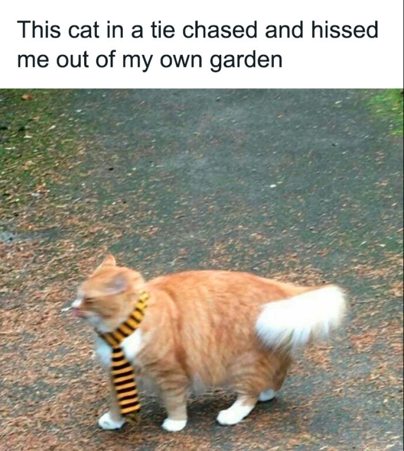 10 Unhinged Cat Pics That Require No Context To Be Enjoyed