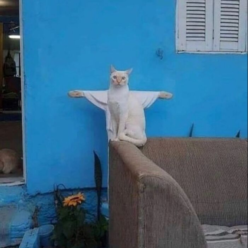 10 Unhinged Cat Pics That Require No Context To Be Enjoyed
