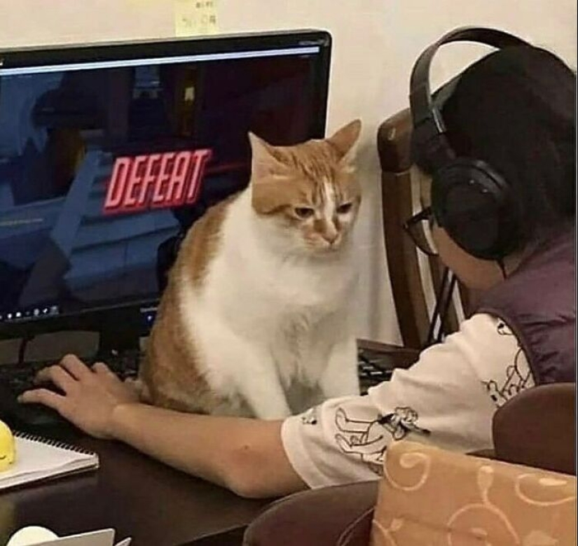 10 Unhinged Cat Pics That Require No Context To Be Enjoyed