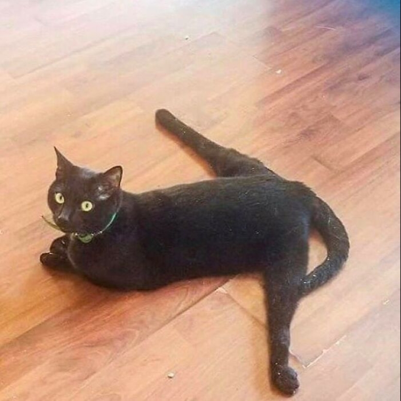 10 Unhinged Cat Pics That Require No Context To Be Enjoyed