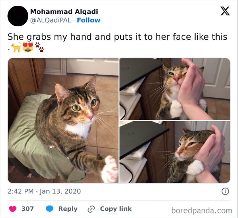 10 veces las fotos de animales fueron perfectas para los memes 10 veces las fotos de animales fueron perfectas para los memes
