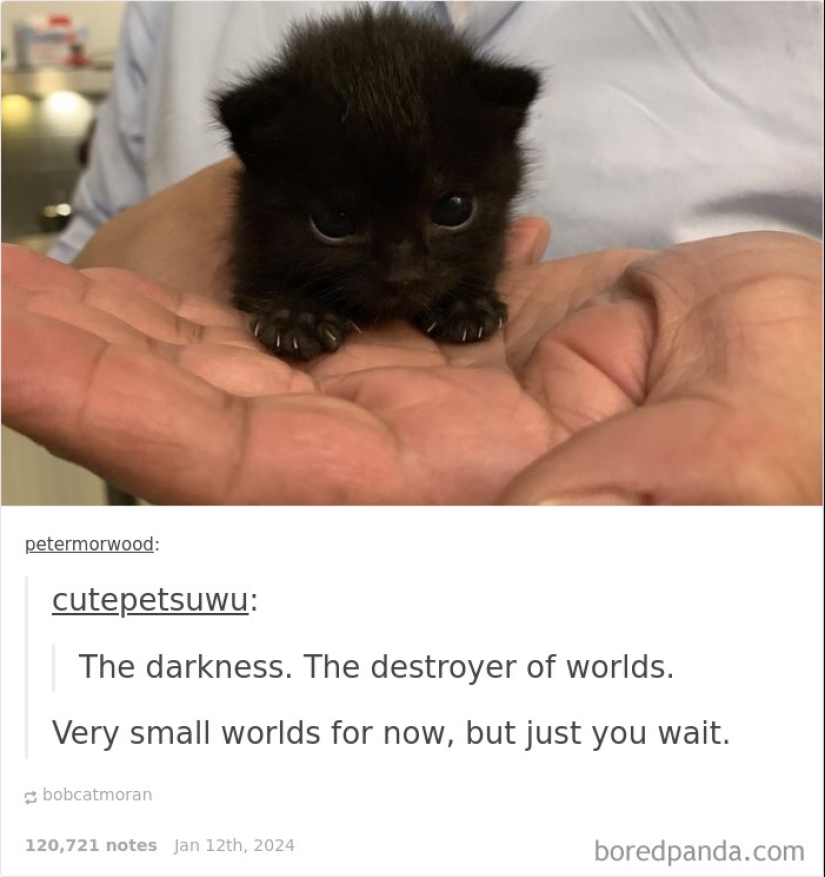 10 veces las fotos de animales fueron perfectas para los memes 10 veces las fotos de animales fueron perfectas para los memes