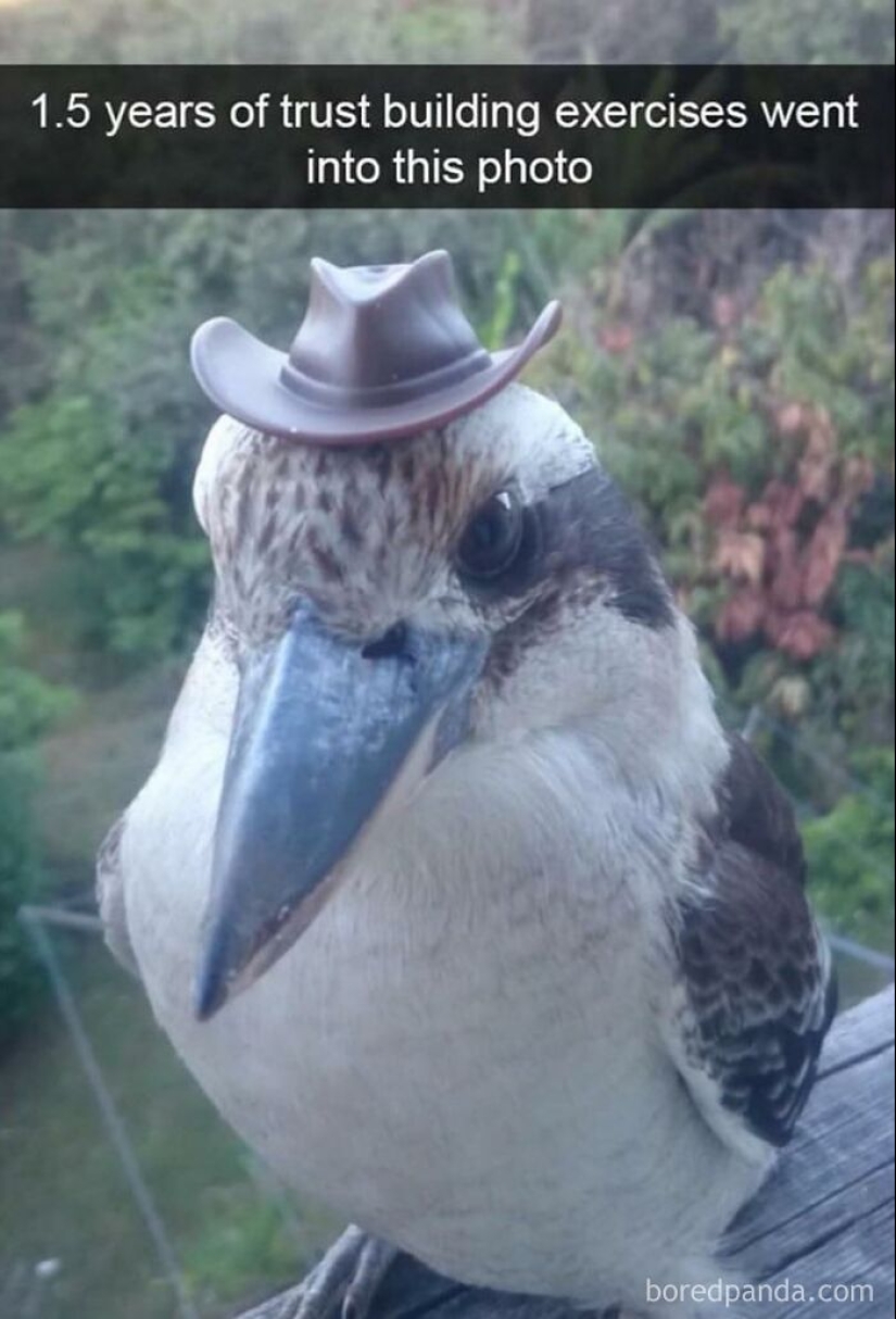 10 veces las fotos de animales fueron perfectas para los memes 10 veces las fotos de animales fueron perfectas para los memes
