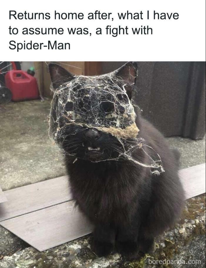 10 veces las fotos de animales fueron perfectas para los memes 10 veces las fotos de animales fueron perfectas para los memes