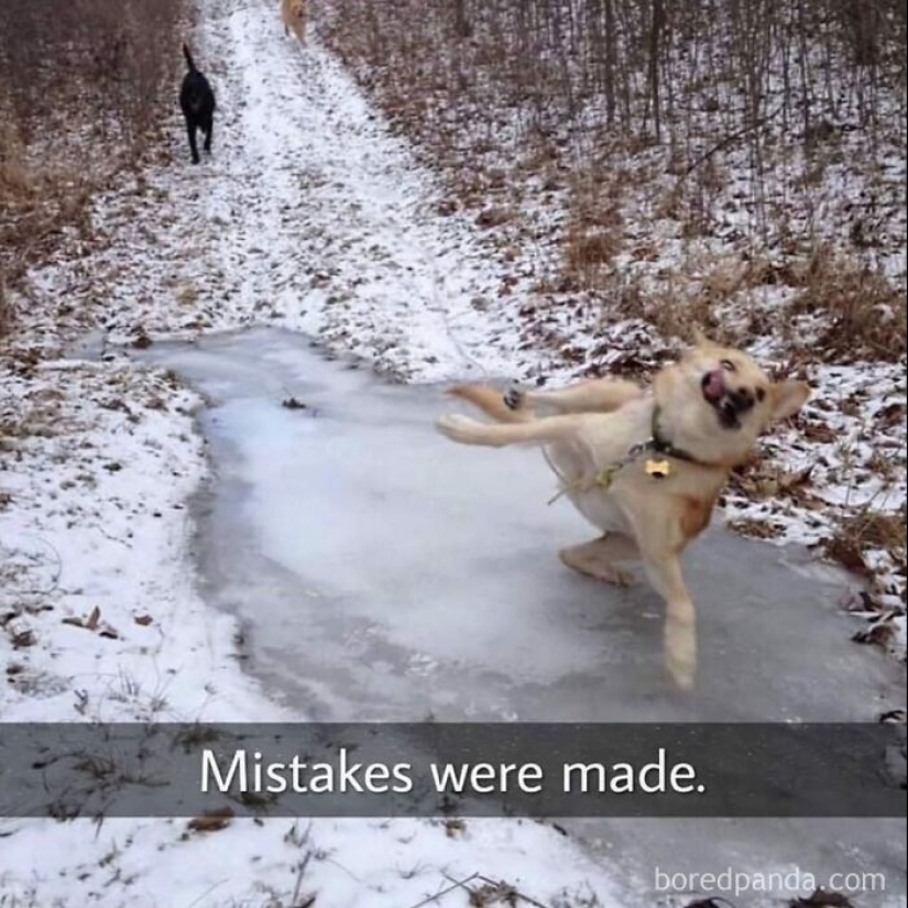 10 veces las fotos de animales fueron perfectas para los memes 10 veces las fotos de animales fueron perfectas para los memes
