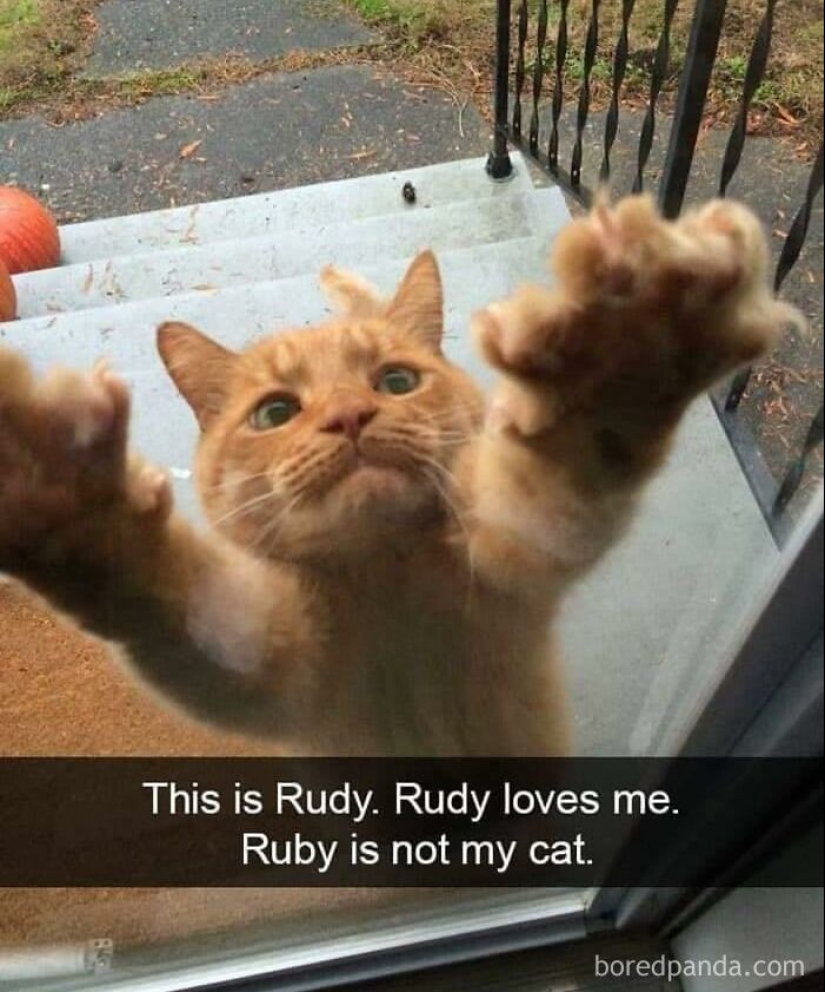 10 veces las fotos de animales fueron perfectas para los memes 10 veces las fotos de animales fueron perfectas para los memes