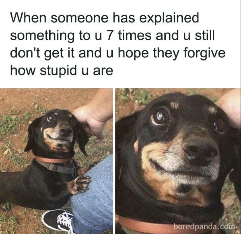 10 veces las fotos de animales fueron perfectas para los memes 10 veces las fotos de animales fueron perfectas para los memes