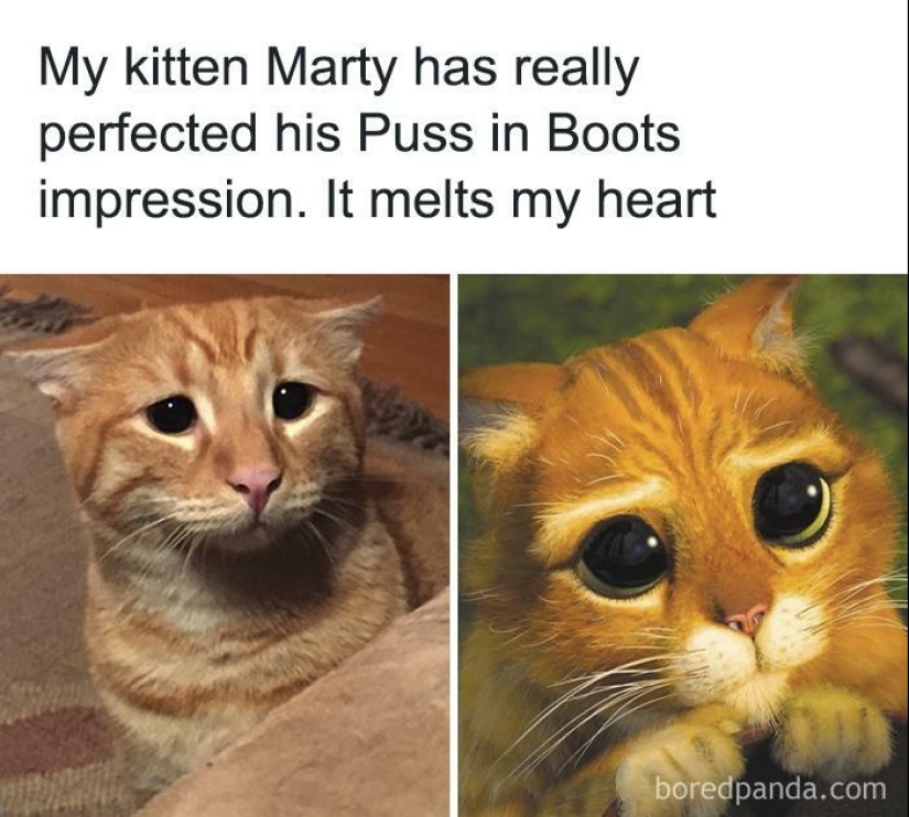 10 veces las fotos de animales fueron perfectas para los memes 10 veces las fotos de animales fueron perfectas para los memes