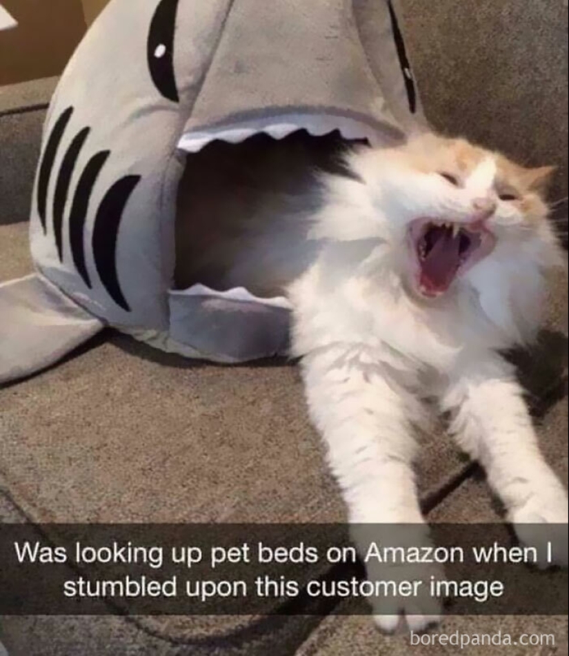 10 veces las fotos de animales fueron perfectas para los memes 10 veces las fotos de animales fueron perfectas para los memes