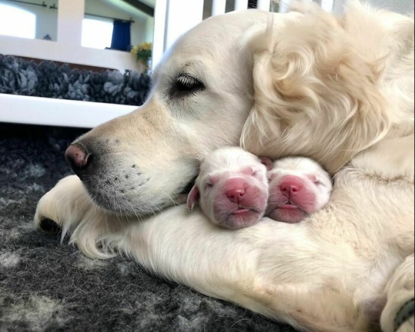 10 veces que los animales se portaron tan lindos que la gente solo tuvo que tomar una foto