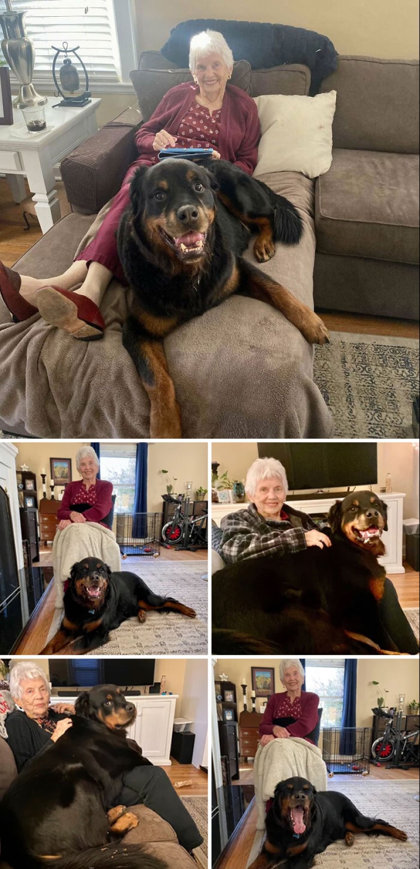10 veces que los animales se portaron tan lindos que la gente solo tuvo que tomar una foto