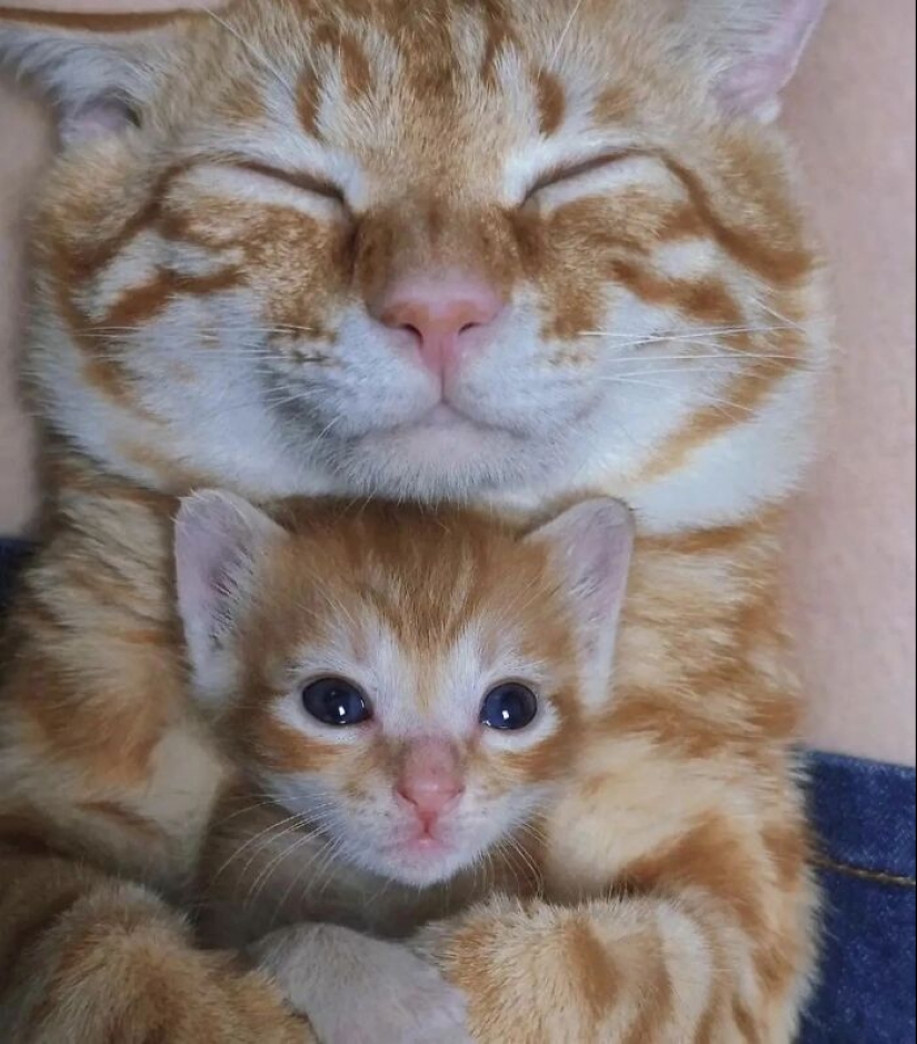 10 veces que los animales se portaron tan lindos que la gente solo tuvo que tomar una foto