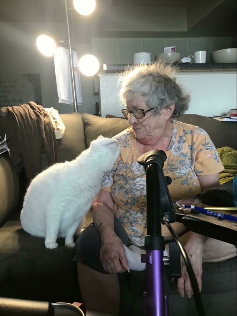 10 veces que personas capturaron a sus gatos perdiendo su única célula cerebral